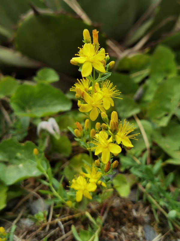 Hypericum coris photo